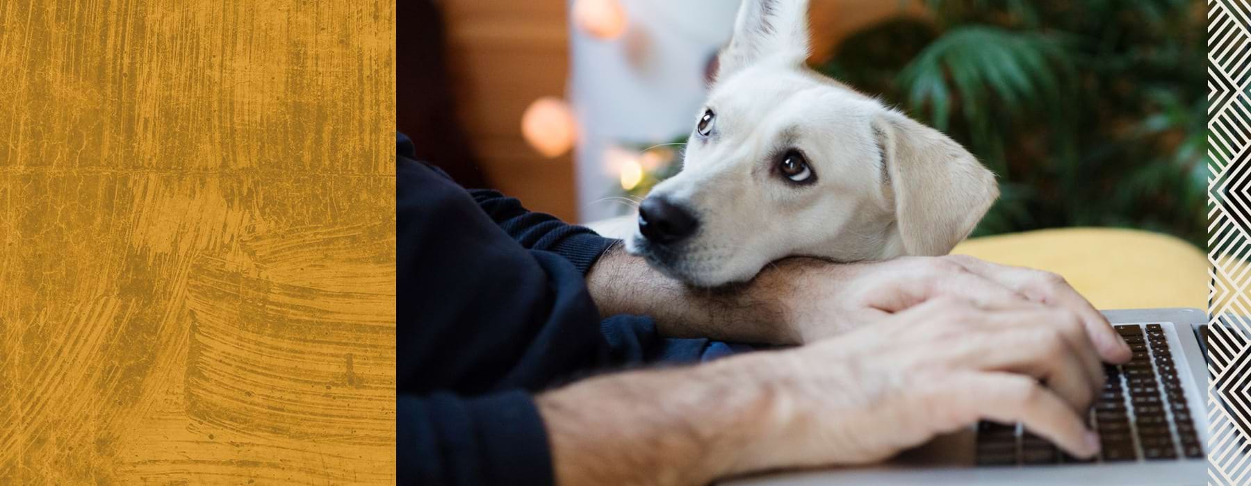 Puppy relaxing by owner